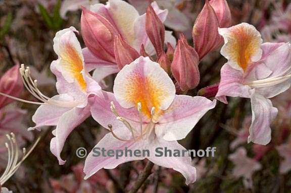 rhododendron occidentale cv myrts blush 1 graphic